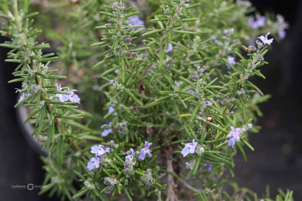 155 Rosemary Blue Lagoon