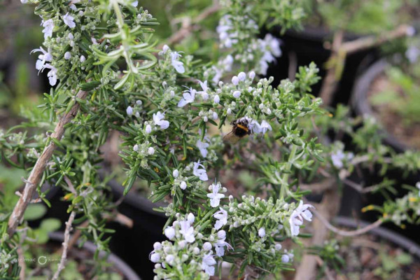 156 Rosemary Lockwood De Forest