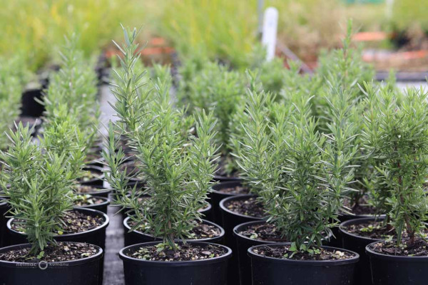 157 Rosemarinus Tuscan Blue