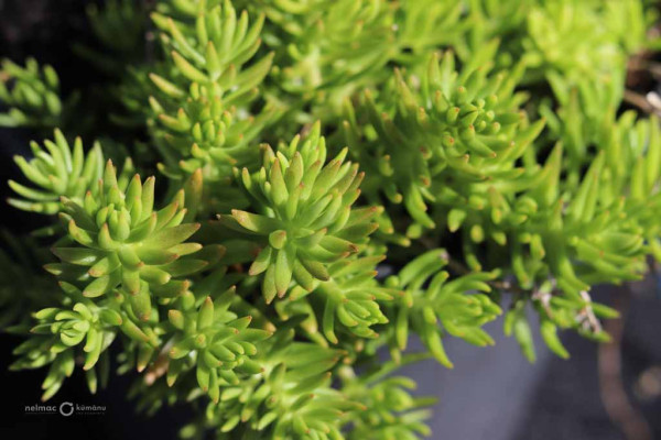 158 Sedum Golden Planet