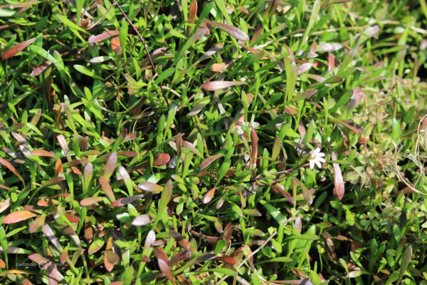 159 Selliera radicans