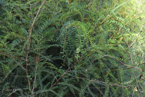 160 Sophora microphylla
