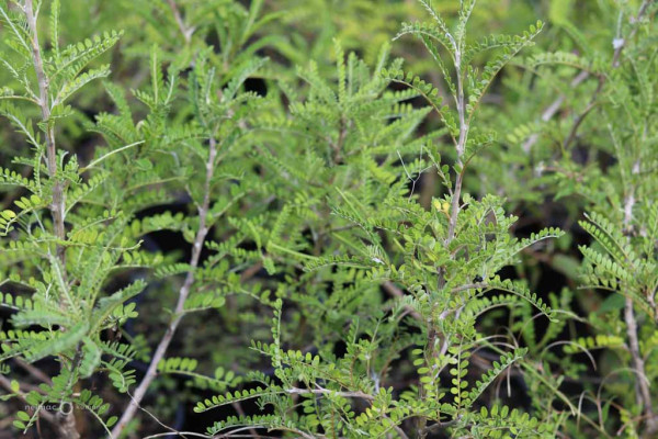 161 Sophora molloyii Dragons Gold