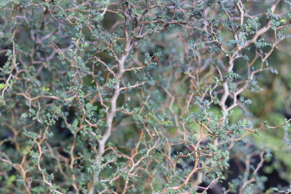 162 Sophora prostrata