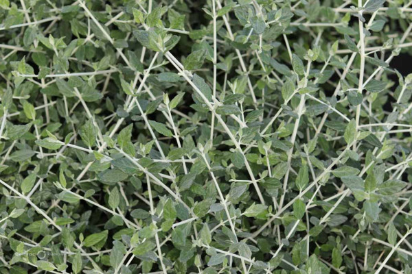 163 Teucrium fruticans