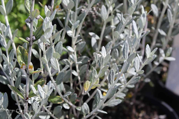 164 Teucrium fruticans Silver Babe