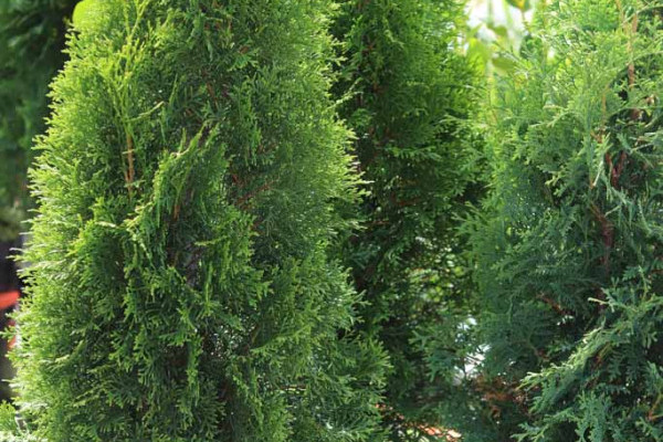 166 Thuja Smaragd