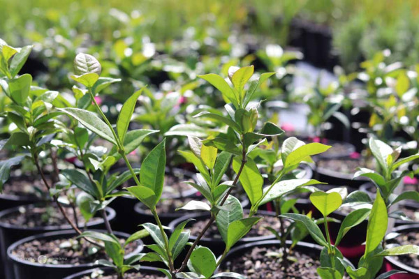 167 Trachelospermum jasminoides