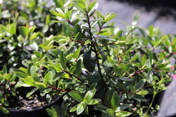 168 Veronica Inspiration