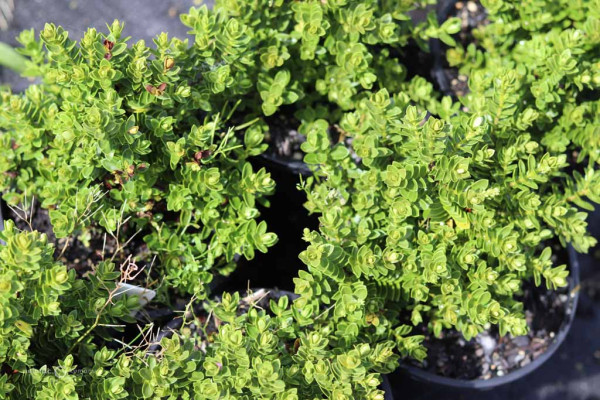 169 VeronicaMargaret