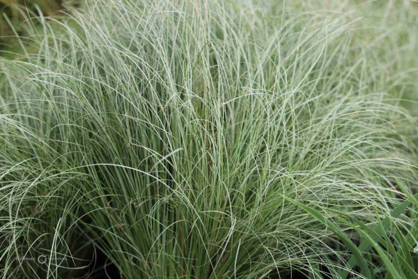 16 Carex comans fristed curls