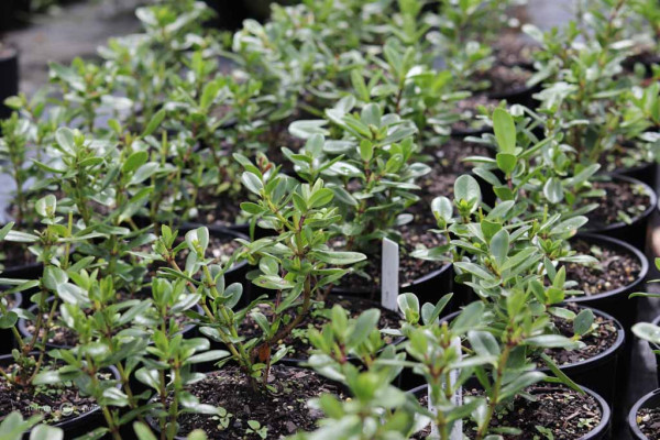 171 Veronica Blue Gem