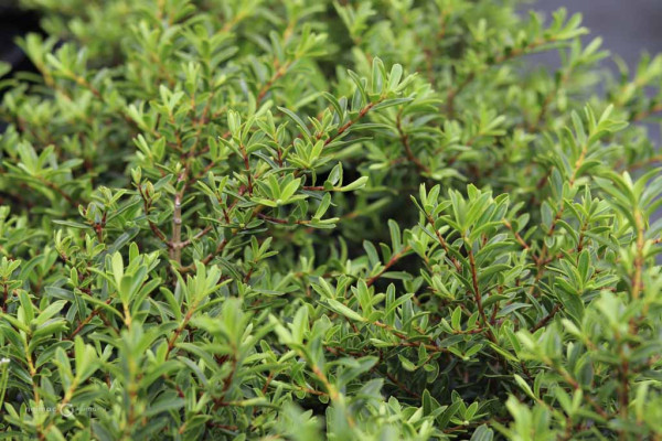 172 Veronica dismofilia