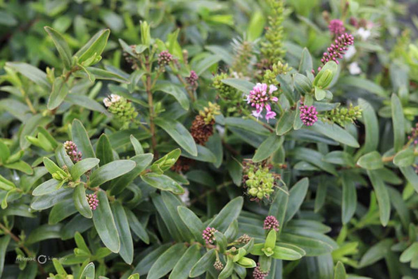 174 Veronica Icing Sugar