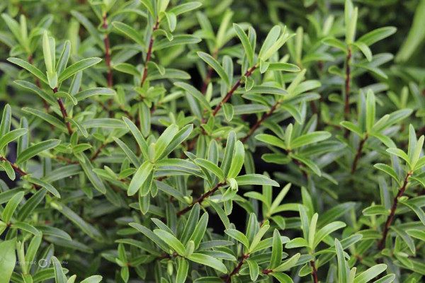 175 Veronica Lavender Lace