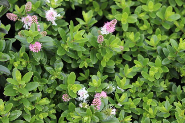 176 Veronica Oratia Beauty