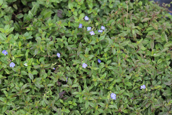 177 Veronica Oxford Blue