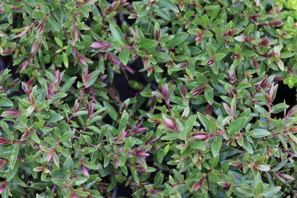 178 Veronica Pretty in Pink