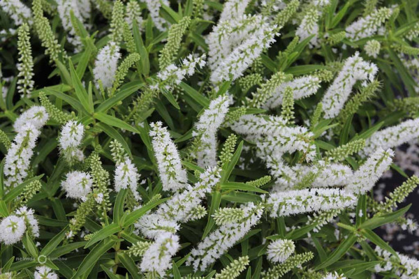 179 Veronica Snowdrift