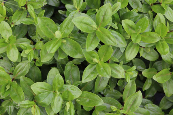 180 Veronica speciosa Magenta