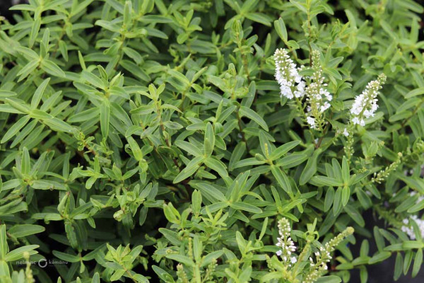 181 Veronica strictissima