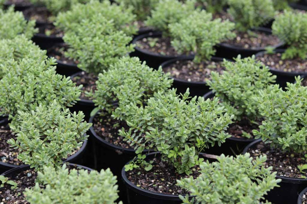 182 Veronica Sutherlandii