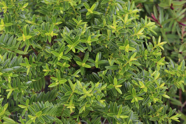 183 Veronica traversii