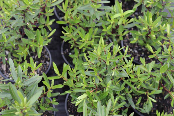 184 Veronica Wiri Gem