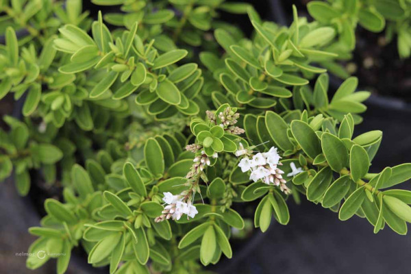 185 Veronica Wiri Mist