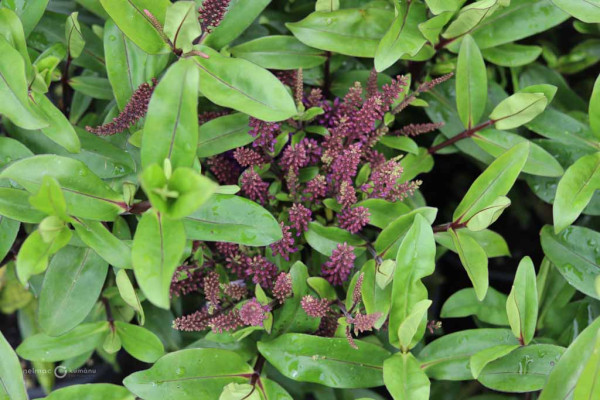 186 Veronica Wiri Port