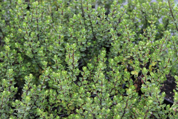 187 Veronica Champion