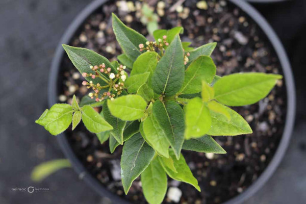 188 Viburnum Eve Price