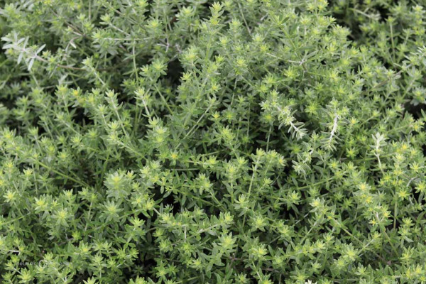 190 Westringia fruticosa