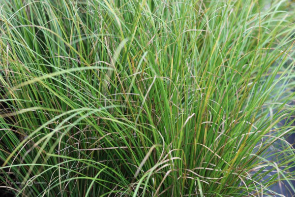 21 Carex flagellifera Green