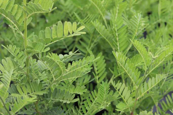37 Clianthus puniceus