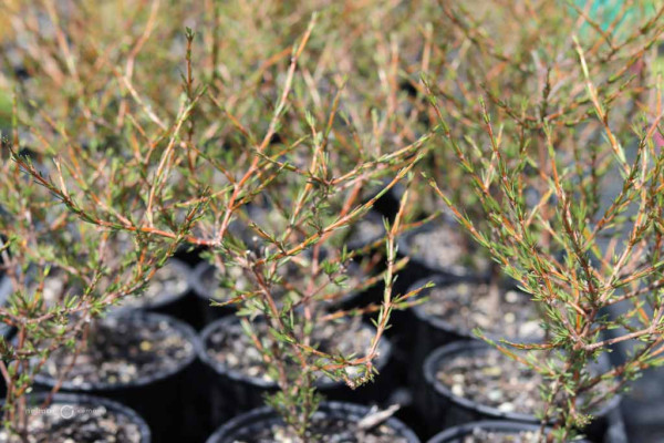 47 Coprosma acerosa Yellow
