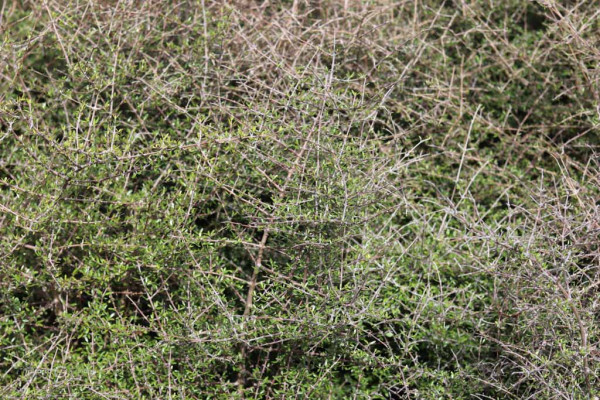 52 Coprosma propinqua