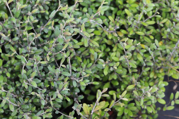 54 Corokia Frosted Chocolate
