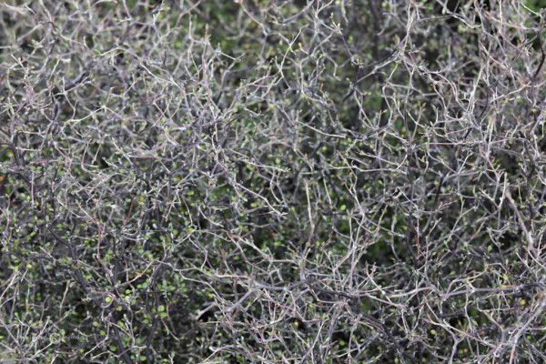 56 Corokia cotoneaster