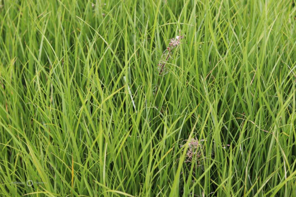 58 Cyperus ustulatus