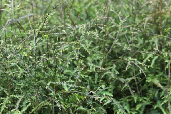 59 Dacrycarpus dacrydioides