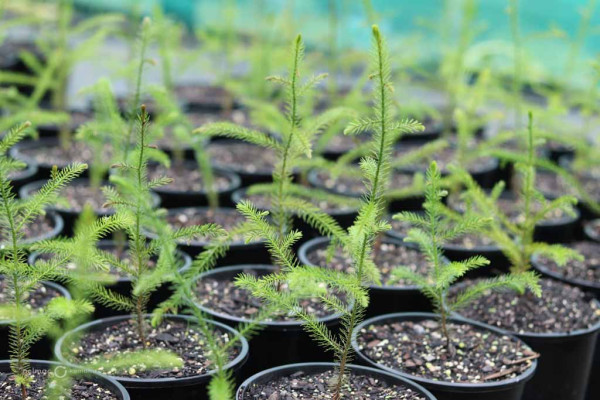60 Dacrydium cuppressinum