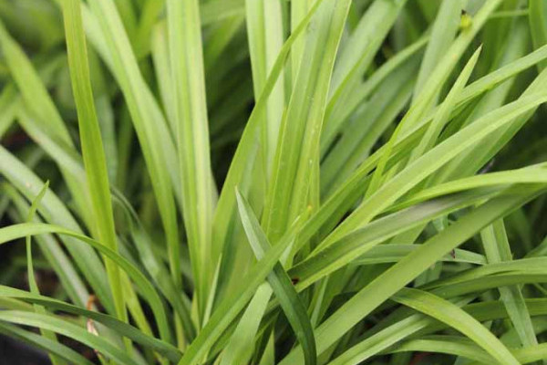 61 Dianella nigra v2