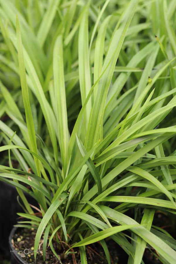 61 Dianella nigra