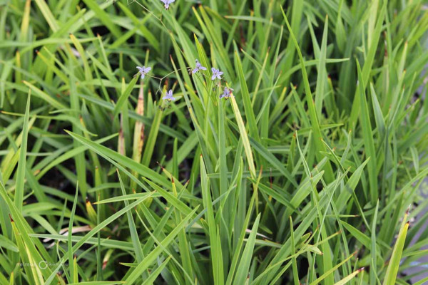 62 Dianella caerulea Breeze