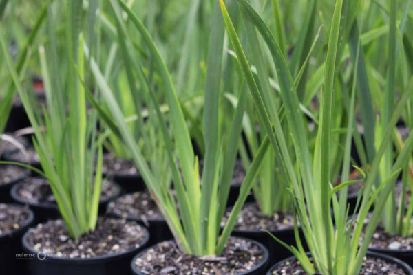 64 Dietes grandiflora