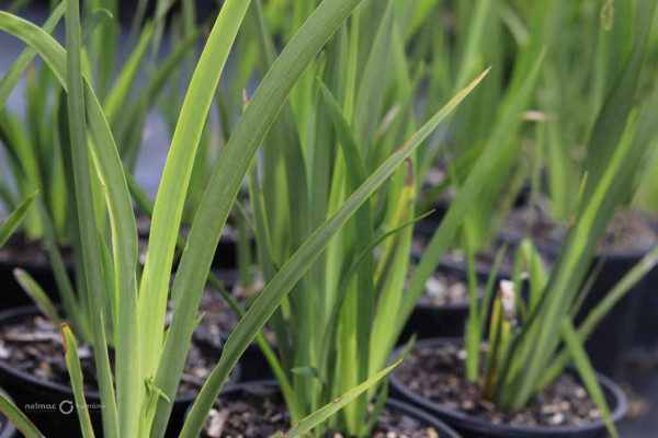 65 Dietes iridioides