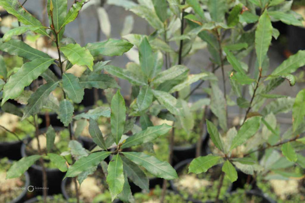 67 Elaeocarpus dentatus