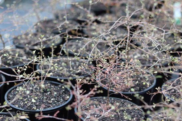 68 Elaeocarpus hookerianus