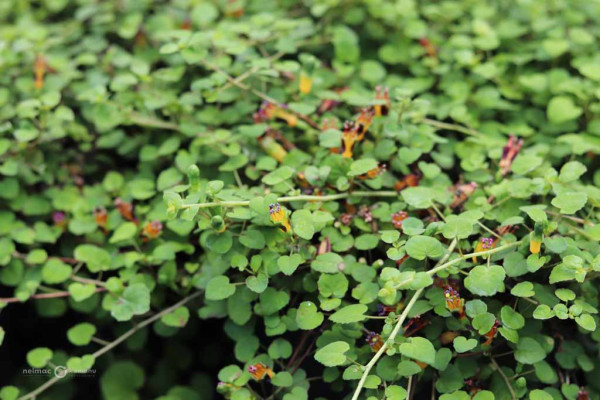 69 Fuchsia procumbens